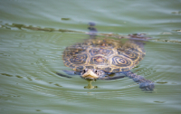 Sea_Turtle_Portrait_DDingee_1.jpg