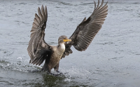 Walking_On_Water_-_By_Karen_McMahon.jpg