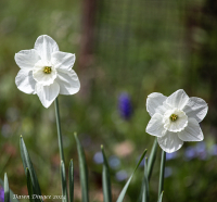 White_Daffodils_DawnDingee.jpg