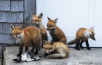 Five_Foxes_1.jpg