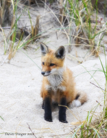 Fox_on_the_Beach.jpg