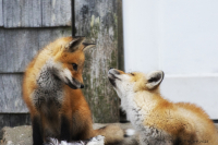 Two_Foxes_2.jpg