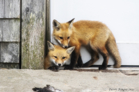 Two_Foxes_3.jpg