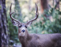 10-point_Buck-resized_DawnDingee.jpg