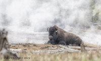 Bison_near_Dragons_Mouth_Mud_Pot_DawnDingee.jpg