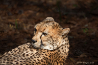 Cheetah_resized-DawnDingee~1.jpg