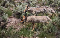 Coyotes-resized_DawnDingee.jpg