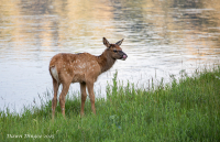 Elk_baby_DawnDingee.jpg