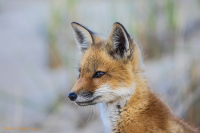 Fox_portrait_ddingee.jpg