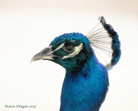 Peacock-resized_DawnDingee.jpg