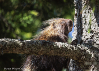 Porcupine-resied_DawnDingee.jpg