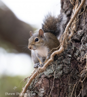 Squirrel-resized_DawnDingee.jpg