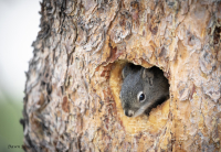 Squirrel_in_tree-resized_DawnDingee.jpg