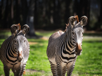 TwoZebras_resized-DawnDingee.jpg