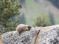 Yellow_Bellied_Marmot_DawnDingee.jpg