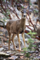 Young_Deer-resized_DawnDingee.jpg