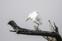 Egret_Scratching_an_Itch_DDingee.jpg