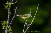 American_Redstart_1c_DSC7208.jpg