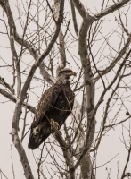 Bald_Eagle_1d_ACK_8237.jpg