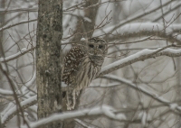 Barred_Owl_1e__ACK8347.jpg