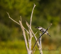 Belted_Kingfisher_1b_DSC3380.jpg