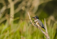 Belted_Kingfisher_male_1b_DSC3291.jpg