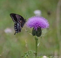 Black_Swallowtail_1b2_DSC7911.jpg