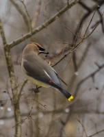 Cedar_Waxwing_1d_ACK_5060.jpg