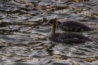 Commen_Merganser4_CC_DSC0590.jpg