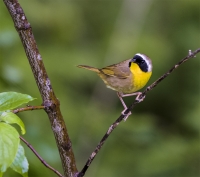 Commen_Yellowthroat_1b_DSC7220.jpg