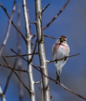 Common_Redpoll_1d_ACK_0286.jpg