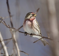 Common_Redpoll_1d_ACK_9756.jpg