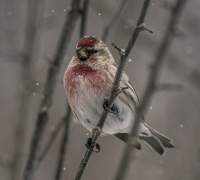 Common_redpoll_1d_ACK_2958.jpg