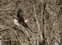 Eagle_Feb_2014_DSC9179.jpg