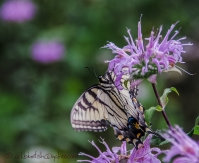 Eastern_Swallow_Tail_1b__DSC7773.jpg