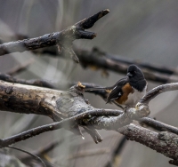 Eastern_Towhee_1d_ACK_5385.jpg