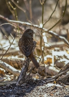 Fox_Sparrow_1d_ACK_8842.jpg