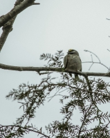 Golden-crowned_Kinglet_HCC_ACK_2103.jpg