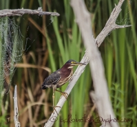 Green_Heron_1b_DSC2260.jpg