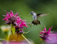 Hummingbird_1b_DSC6651.jpg