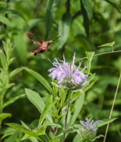 Hummingbird_Moth_1b__DSC7313.jpg