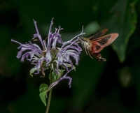 Hummingbird_Moth_HCC_T4992x3280-27572.jpg