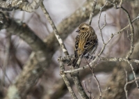 ID_Purple_Finch_hen_1d_ACK_1311.jpg