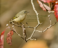 ID_Ruby-crowned_Kinglet_1c__AGK1962.jpg