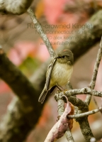 ID_Ruby_Crowned_Kinglet_1c__AGK1974.jpg