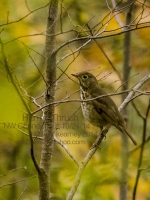 ID_Thrush_1c__AGK2756.jpg