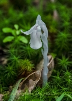 Indian_Pipe_1b__DSC8350.jpg