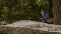 Indigo_Bunting_CameraClub_DSC3687.jpg