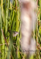 Marsh_Wren_1b.jpg