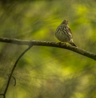 Ovenbird_HCC_ACK_6365.jpg